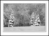 Black and White Spruce